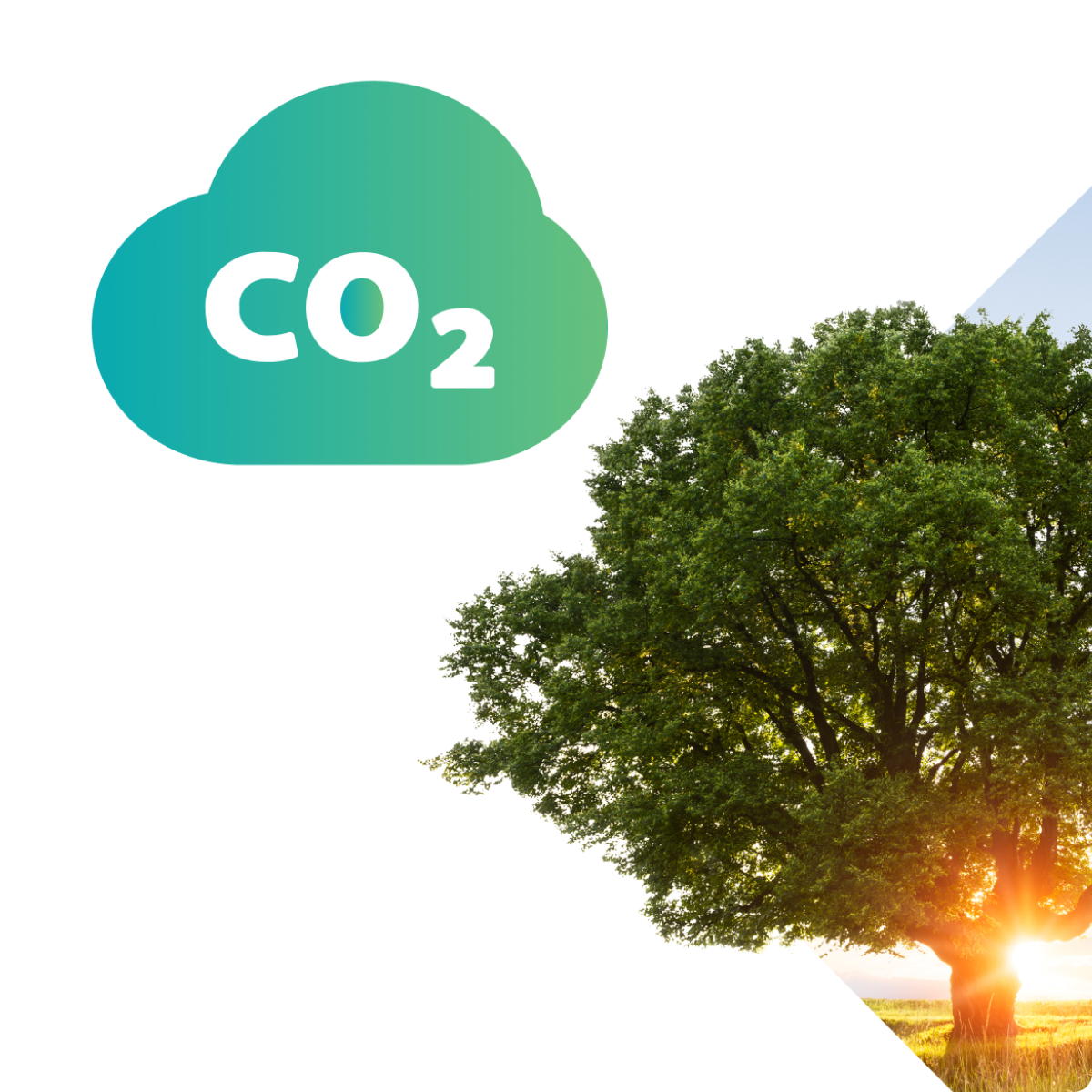 Earth Cart - Climate Friendly Shopping